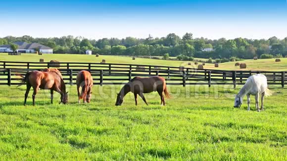 马在马场的绿色牧场上放牧乡村夏季景观视频的预览图