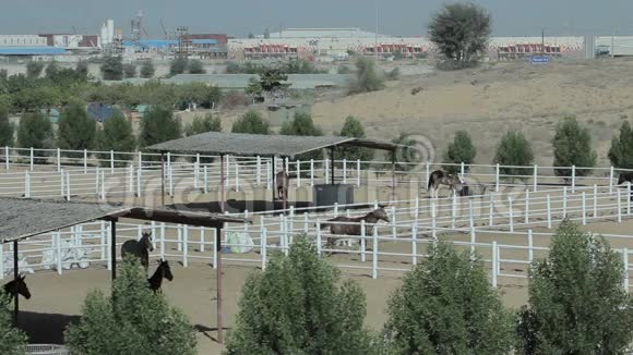 农场景观中的马螺柱的俯视图视频的预览图
