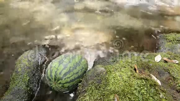 柔和的溪水中的西瓜视频的预览图