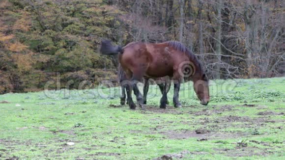 美丽的野生马在森林中的库科山在翁布里亚在意大利视频的预览图