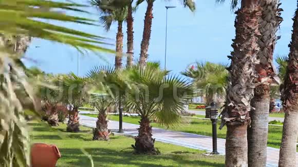 靠近大海的棕榈树视频的预览图
