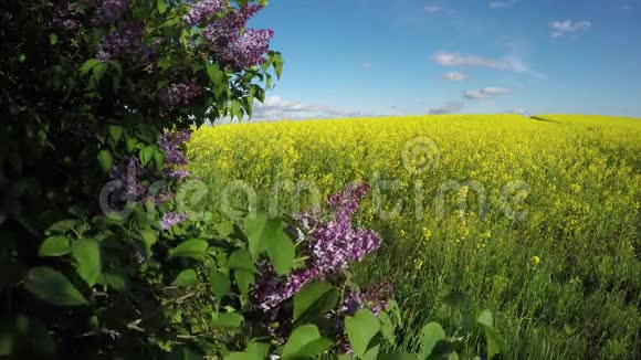 丁香粉红色的丁香花开了4K视频的预览图