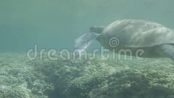 水下一只大海龟视频的预览图