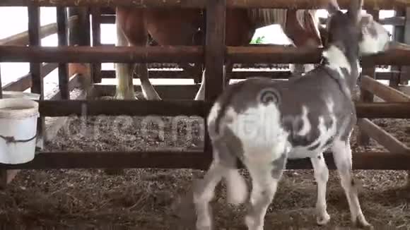 驴子农场动物视频的预览图