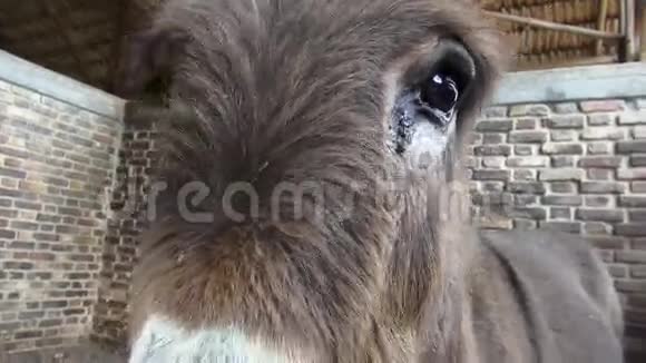 驴子农场动物视频的预览图