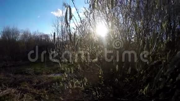 初春时阳光透过光秃秃的灌木丛视频的预览图