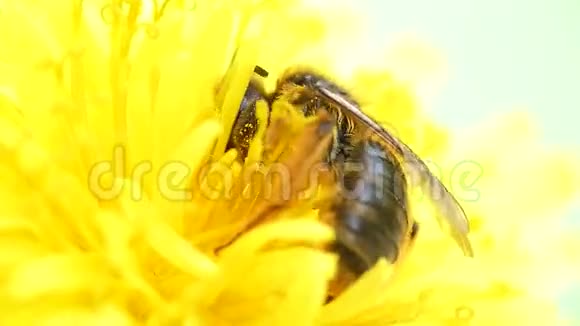 蜜蜂授粉花蒲公英视频的预览图
