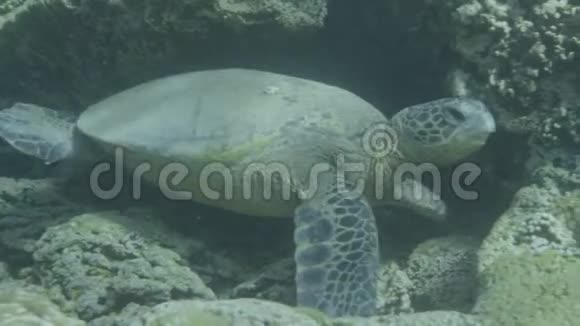 水下一只大海龟视频的预览图