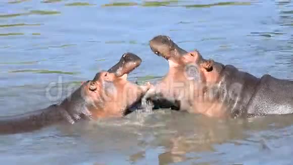 几只河马在水里游泳和玩耍视频的预览图