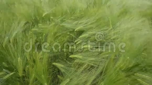 小麦栽培视频的预览图