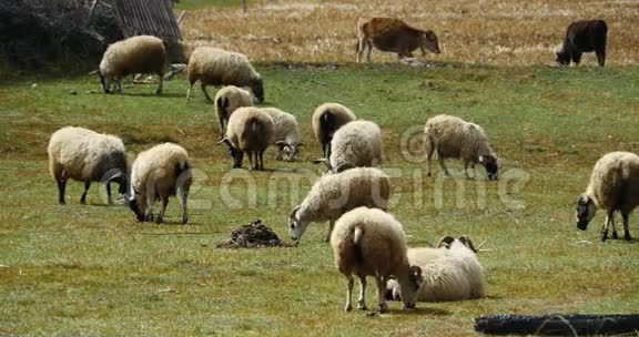 4k羊在草原上放牧云团在西藏雪山上翻滚视频的预览图