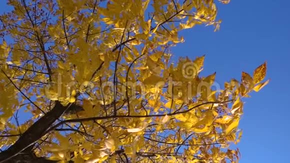 蓝天上有金色叶子的秋树视频的预览图
