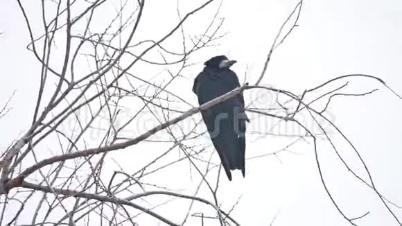 乌鸦科比坐在强风树枝上鸟干树视频的预览图