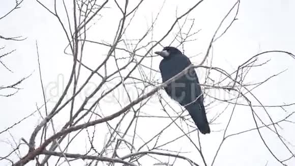 乌鸦科比坐在强风的树枝上干树鸟视频的预览图