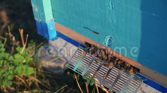 日落的蜂巢蜜蜂蜂巢亲爱的视频的预览图