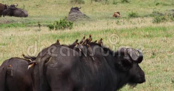 非洲水牛合生牛成年黄嘴牛非洲野牛肯尼亚马赛马拉公园视频的预览图