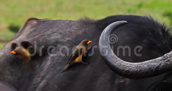 非洲水牛合生牛成年黄嘴牛非洲野牛肯尼亚马赛马拉公园视频的预览图