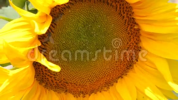 蜜蜂给向日葵授粉夏天美丽的向日葵田视频的预览图