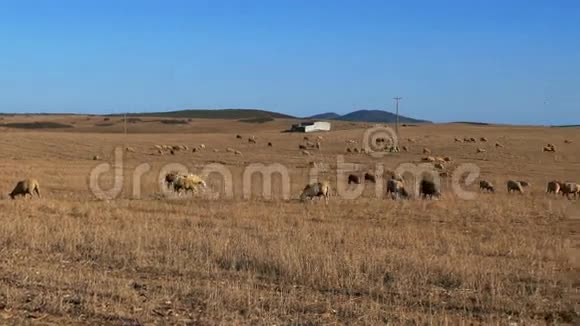 羊群在田野上放牧视频的预览图