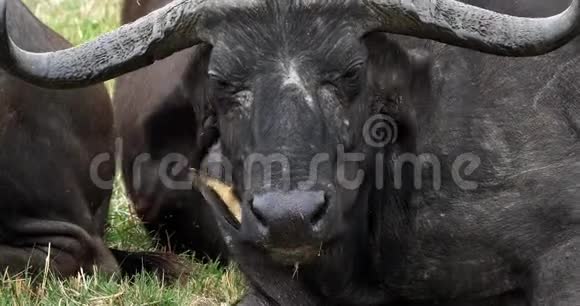 非洲水牛合生牛成年黄嘴牛非洲野牛肯尼亚马赛马拉公园视频的预览图