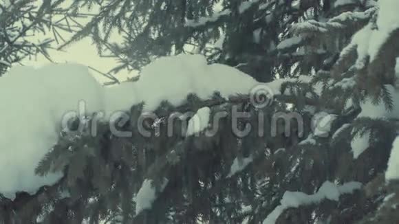 雪中飞树降雪视频的预览图