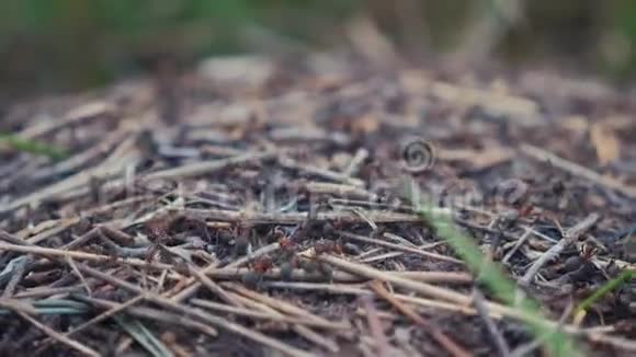 森林中的团队合作概念蚁丘大的生活方式蚁丘森林里的草地上有蚂蚁视频的预览图