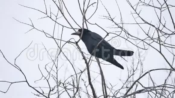 乌鸦鸟科比坐在强风的树枝上枯树视频的预览图