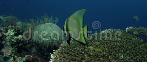 蝙蝠鱼排游过珊瑚礁视频的预览图