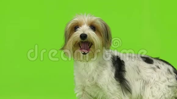 狗显示了语言绿色屏幕慢动作视频的预览图