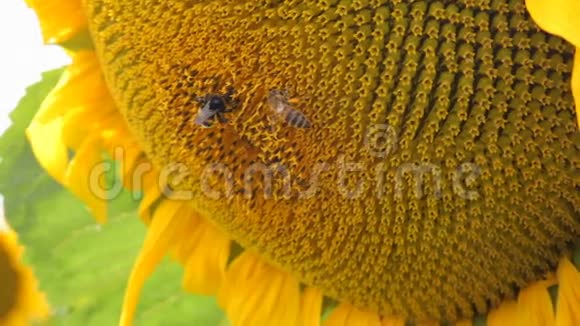 蜜蜂给向日葵授粉夏天美丽的向日葵田视频的预览图