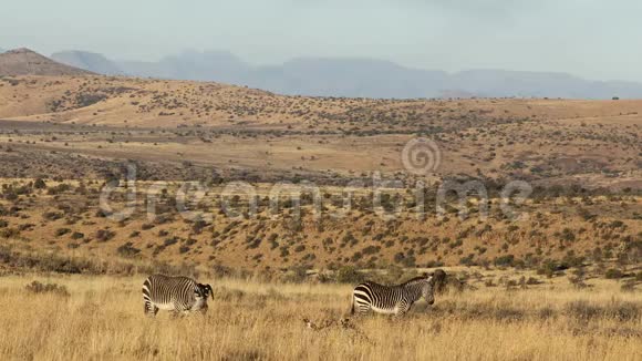 角山斑马在自然栖息地视频的预览图