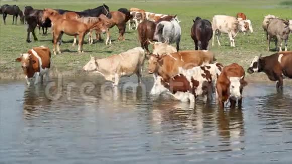 河里的家畜视频的预览图