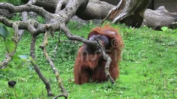 雄性婆罗洲猩猩痒视频的预览图