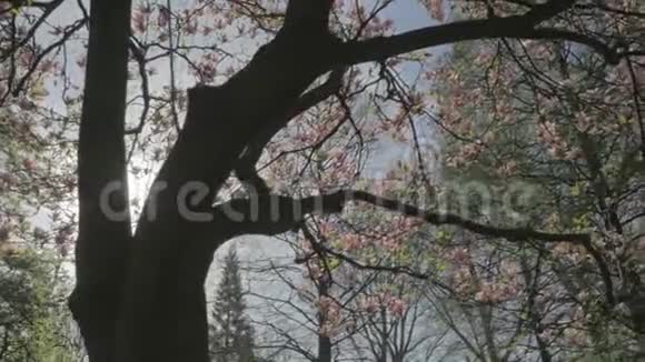春天的自然穿过粉红玉兰树枝视频的预览图