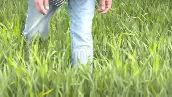 农民在收割前检查谷物小麦视频的预览图