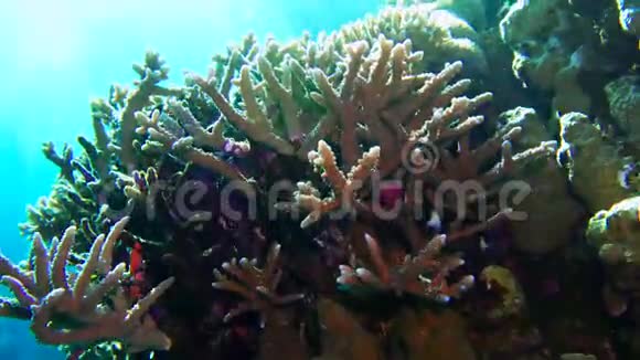净火珊瑚米列波拉二色藻阳光照耀在水面附近的彩色珊瑚上视频的预览图