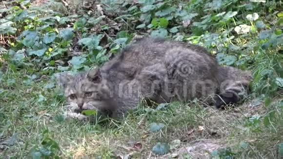 野猫视频的预览图