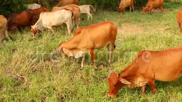 奶牛在草地上觅食视频的预览图