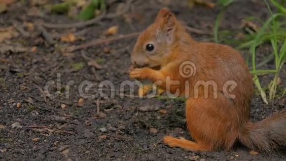 可爱的红松鼠在公园吃坚果视频的预览图