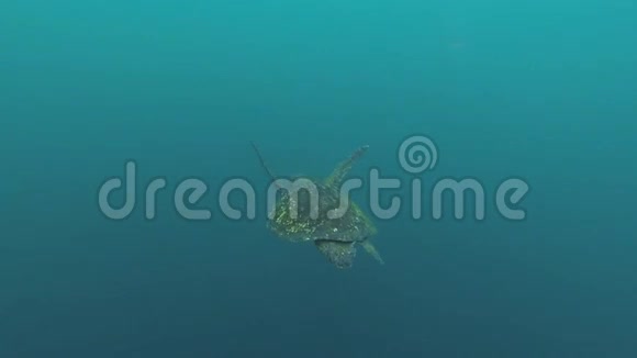 绿海海龟切洛尼亚迈达斯在加拉帕戈斯群岛游泳视频的预览图