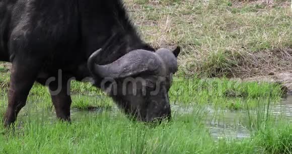 非洲水牛合生牛成年黄嘴牛非洲野牛肯尼亚马赛马拉公园视频的预览图