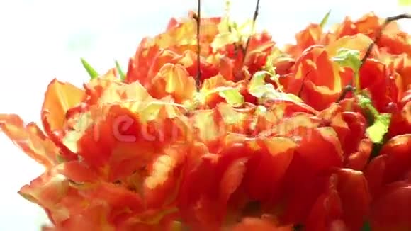 美丽的橙色郁金香花束迅速旋转视频的预览图