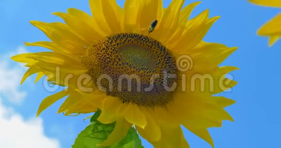 蜜蜂在太阳花蓝天和晴朗的天气工作视频的预览图