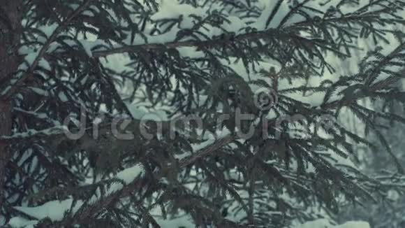 雪中飞树降雪视频的预览图