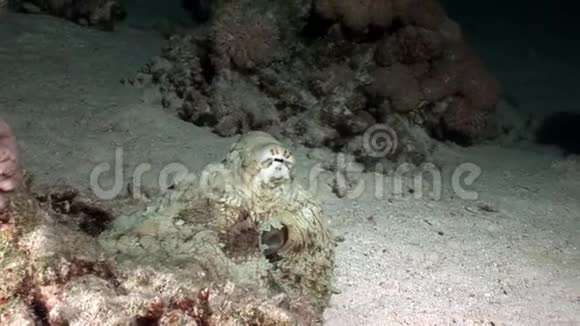 白色章鱼Aeginae伪装在沙底水下红海视频的预览图