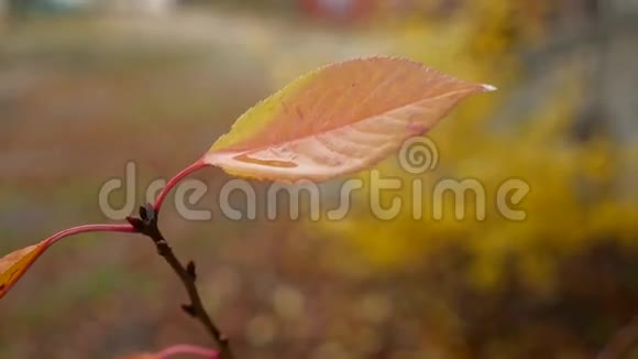 黄叶湿孤树黄背景秋雨自然视频的预览图