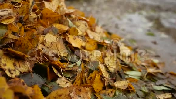 一堆脏兮兮的湿黄叶树自然秋色背景视频的预览图