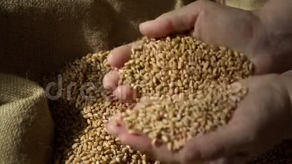 农产品小麦收成特写视频视频的预览图