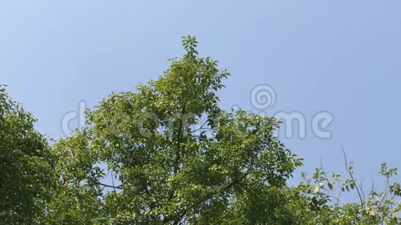 绿色卡莫娜树视频的预览图
