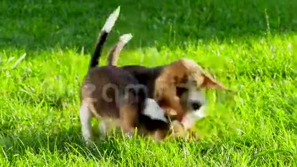 在天然绿色的小猎犬上展示它的品种视频的预览图
